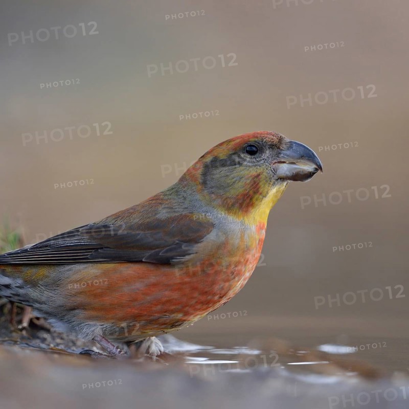 Pine crossbill (Loxia pytyopsittacus), colourful male drinks from a puddle of water, sits at a watering hole, rare forest bird, in some years larger flights from northern Europe when food is scarce there, highly specialised bird species that feeds mainly on pine seeds, highly specialised bird species with strong, cross-bent beak, native nature, Germany, Western Europe