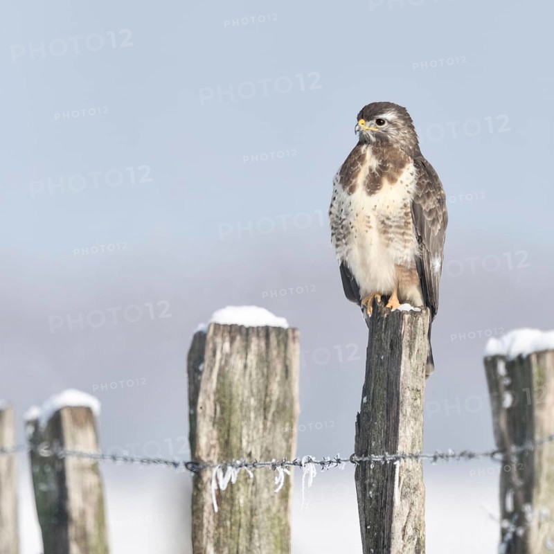 In snow and frost... Buzzard (Buteo buteo) perched on a fence post in the snow on a cold winter's day, typical sight on the Lower Rhine, beautifully coloured bird of prey, clear light, soft colours, North Rhine-Westphalia, wildlife, Germany, native nature, Bislicher Insel, Lower Rhine, Rhineland, Western Europe