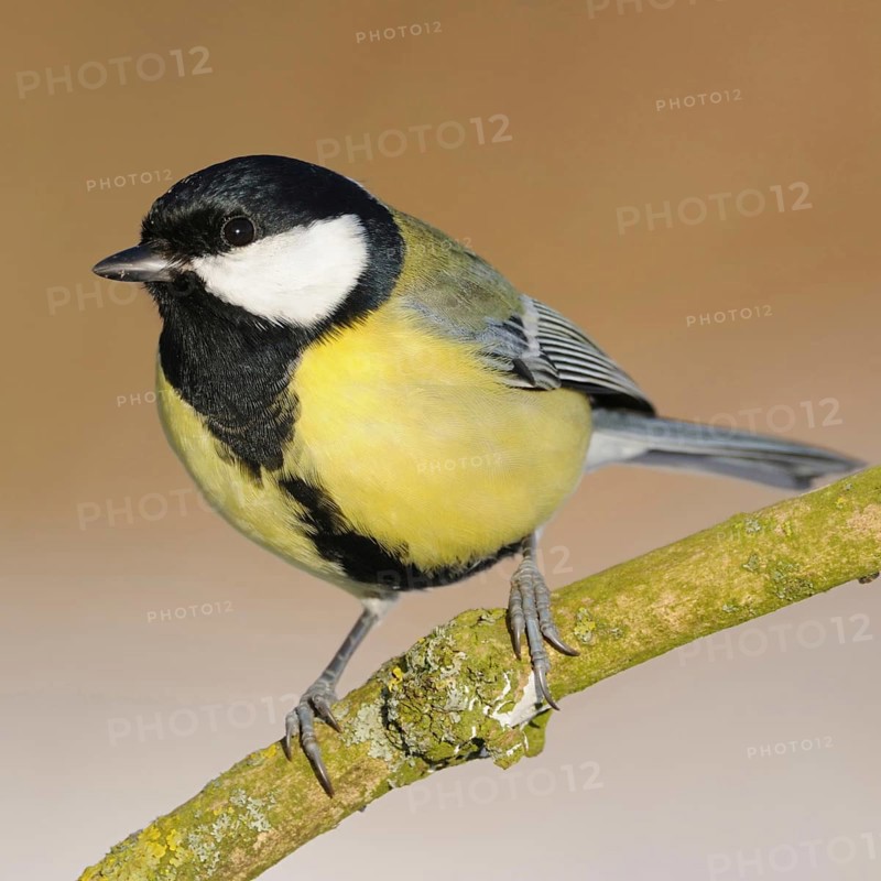 Probably the most common bird in our gardens... Great Tit (Parus major), male, recognisable by the broad black belly stripe, resident bird, stays in Germany all year round, native nature, Meerbusch, Lower Rhine, Rhineland, North Rhine-Westphalia, Germany, Western Europe