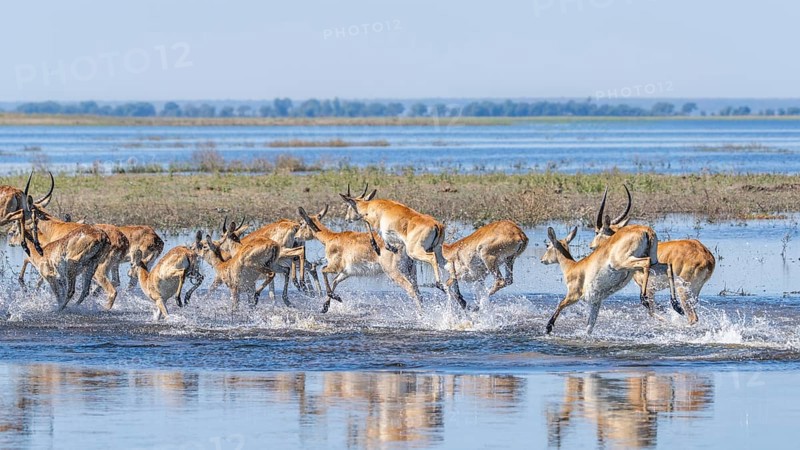 Red Lechwe herd, Kobus leche, running for crossing the Chobe river. Wild antelopes in natural habitat action, showing water crossing and agile movement. Chobe National Park, Botswana