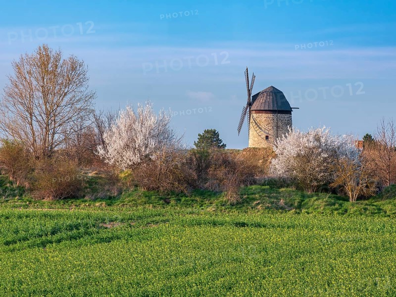 View over a green field and white flowering bushes to the tower windmill of Warnstedt, called TeufelsmÃ¼hle, in spring, Thale, Saxony-Anhalt, Germany