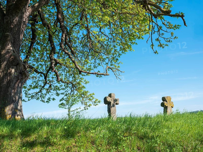 Two medieval stone crosses under an old horse chestnut tree, murder cross, atonement cross, Tonndorf, Thuringia, Germany