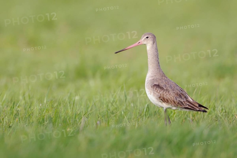 In a light-coloured dress... Black-tailed godwit (Limosa limosa), typical meadow limosa, wading bird, also breeds on wet meadows, inland wet meadows, endangered by intensive agriculture, wildlife, native nature, Lower Rhine, North Rhine-Westphalia, Germany, Western Europe