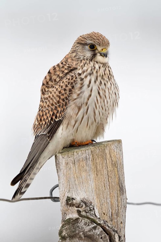 Kestrel (Falco tinnunculus), adult female in winter, the slightly fluffed up plumage protects against cold, well-known native small bird of prey, sits as so often on a fence post, resting, native birdlife, wildlife, native nature, Meerbusch, Rhineland, Lower Rhine, North Rhine-Westphalia, Germany, Western Europe