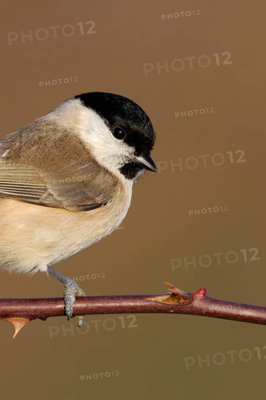 Resident bird... Marsh tit (Poecile palustris), relatively inconspicuous but pretty little tit, songbird, year-round resident, occasional guest at winter feeders, close-up, cropped view, head portrait, native birdlife, wildlife, nature, Lower Rhine, Rhineland, North Rhine-Westphalia, Germany, Western Europe