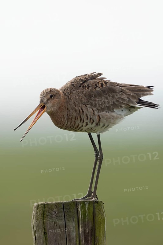 Black-tailed godwit (Limosa limosa), meadow limosa, wading bird sits, stands on a fence post in the early morning mist, typical picture in moors and wet, extensively farmed meadows, calls loudly, defends its territory during the breeding season, warns off intruders of the same species, wildlife, native nature, Lower Rhine, North Rhine-Westphalia, Germany, Western Europe