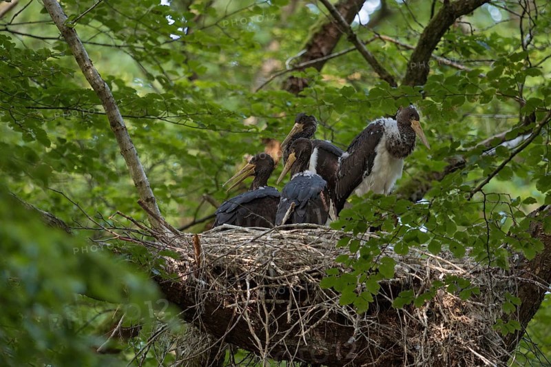 Cramped nest... Black stork (Ciconia nigra), Wood Stork, well-hidden eyrie in the crown of an old beech tree, large nest with four almost fledged young birds, native nature, North Rhine-Westphalia, Germany, Western Europe