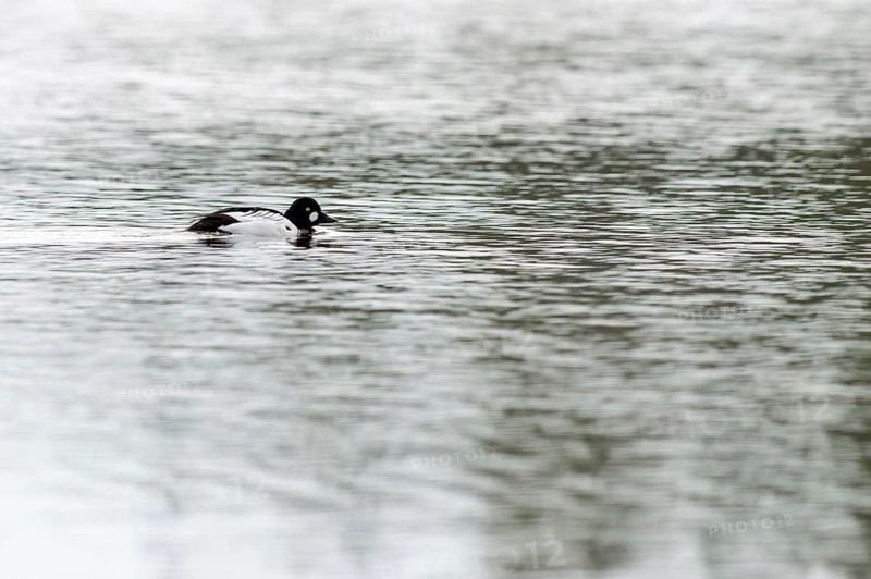 The drake... Common goldeneye (Bucephala clangula) in a magnificent plumage, breeding plumage, black and white, beautifully marked duck with bright golden yellow eyes swimming on a wide lake, southern Sweden, Sweden, Scandinavia, northern Europe