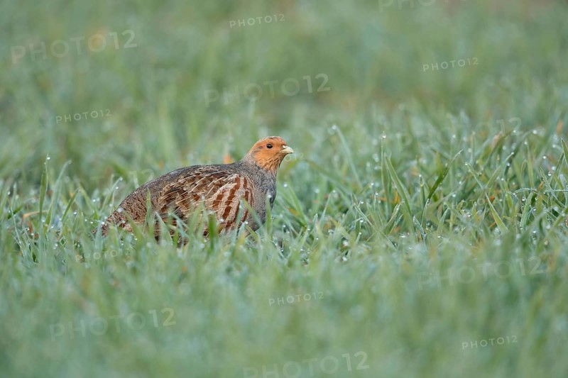 Dewdrops glisten... Grey partridge (Perdix perdix) walking through a dewy field in the early morning, common but rare native partridge, species highly endangered by predation and habitat loss, wildlife, native nature, Lower Rhine, Rhineland, North Rhine-Westphalia, Germany, Western Europe
