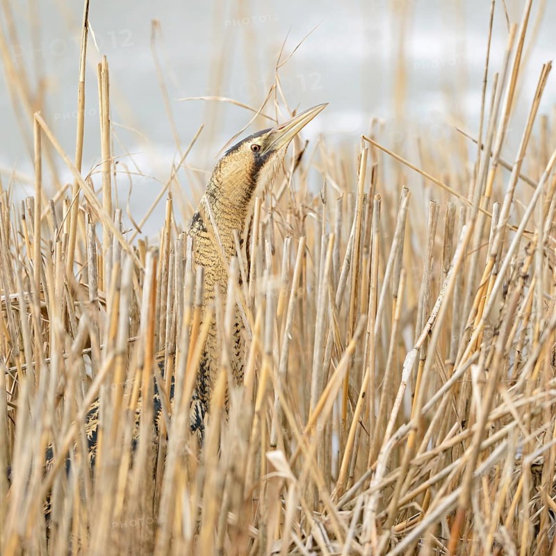 A quick look... Bittern (Botaurus stellaris) in winter, head portrait, cropped view, lives hidden in its typical habitat in the reed belt, sticks its head out of the reeds, rare native bird species, clear, detailed image typical for the species, wildlife, native nature, North Rhine-Westphalia, Germany, Western Europe