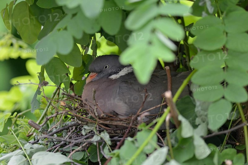 Nesting... Wood pigeon (Columba palumbus), wild pigeon nests hidden, secretly, nest in a tree, pigeon nest in a robinia, most common native wild pigeon, almost everywhere, wildlife, native nature, Meerbusch, Lower Rhine, Rhineland, North Rhine-Westphalia, Germany, Western Europe