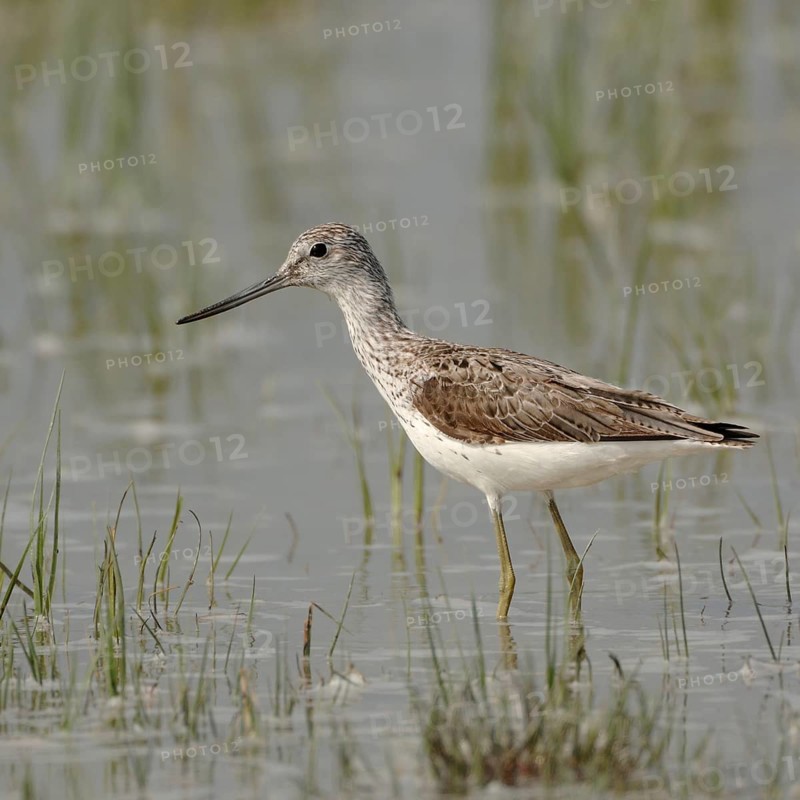 Green legs, upward curved bill... Greenshank (Tringa nebularia) in the shallows of a flooded meadow, native nature, Lake Neusiedl, Ilmitz, Lange Lacke, Burgenland, Hungary, Austria, Western Europe
