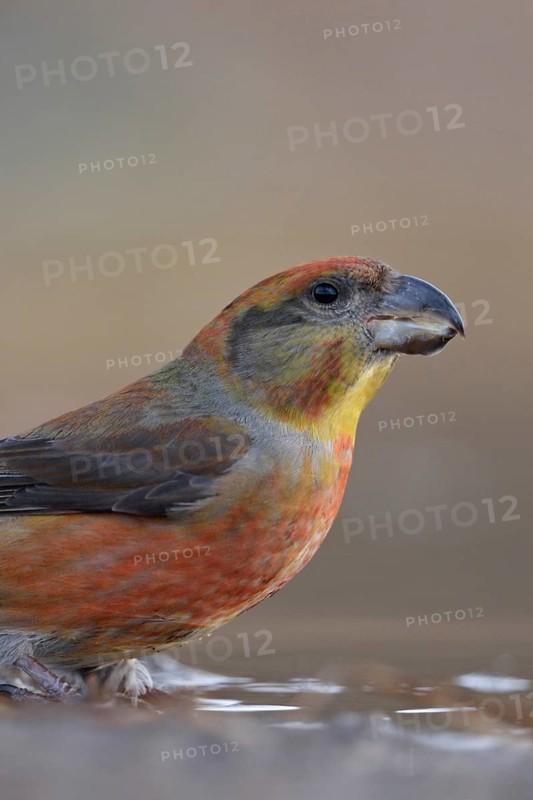 Pine crossbill (Loxia pytyopsittacus), colourful male has come to a puddle of water to drink, sits at a watering hole, rare forest bird, in some years larger flights from northern Europe when food is scarce there, highly specialised bird species that feeds mainly on pine seeds, highly specialised bird species with strong, cross-bent beak, native nature, Germany, Western Europe