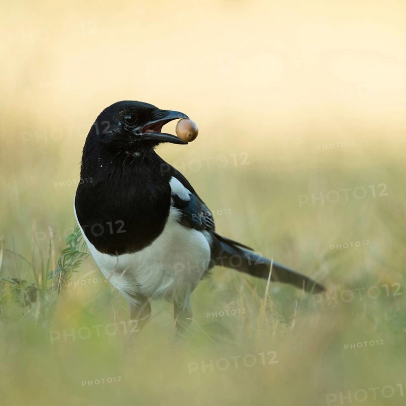 Stocking up for winter... Magpie (Pica pica), adult bird, in autumn with an acorn in its beak looks around carefully in front of hiding it for a rainy day, in the ground as a winter store, stores food, native nature, Meerbusch, Rhineland, North Rhine-Westphalia, Germany, Western Europe