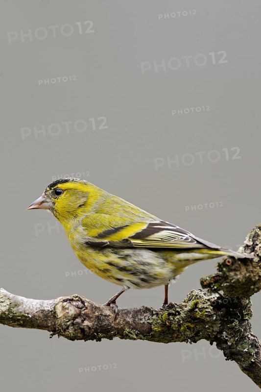 Siskin (Spinus spinus), male bird in breeding plumage, splendid plumage sits on the dry branch of an elder bush, rather rarely observed yellow songbird, native nature, Sauerland, North Rhine-Westphalia, Germany, Western Europe