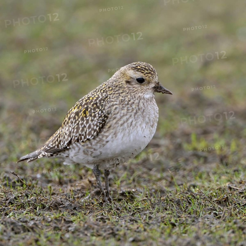 Stopover in North Rhine-Westphalia... Golden plover (Pluvialis apricaria) on migration, foraging in a field, breeding bird threatened with extinction in Germany, native nature, Bislicher Insel, Lower Rhine, Rhineland, North Rhine-Westphalia, Germany, Western Europe