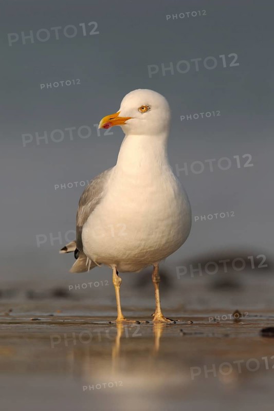 Mediterranean Gull (Larus michahellis) at low tide and early light on the North Sea beach, foraging in the Wadden Sea, native nature, wildlife, North Sea coast, Schleswig-Holstein, Germany, Western Europe