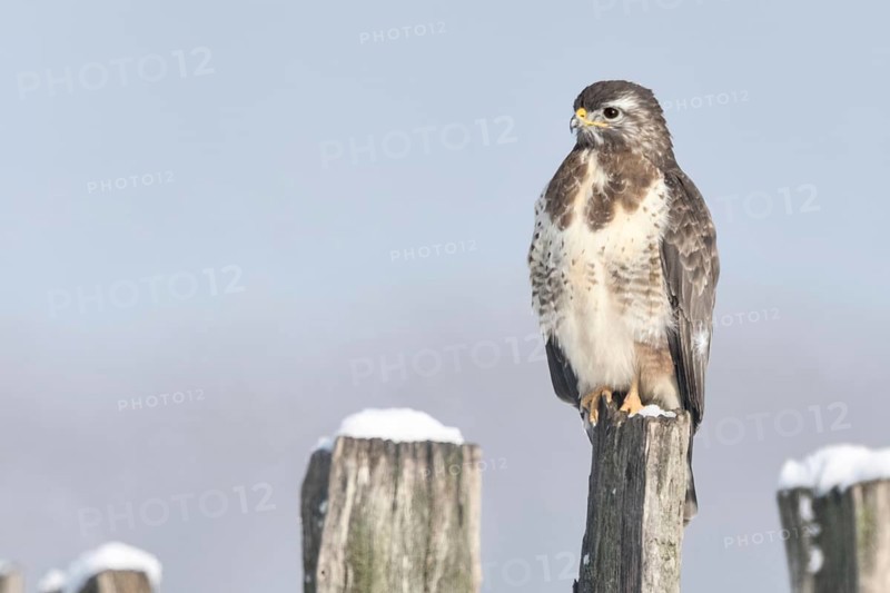 In snow and frost... Buzzard (Buteo buteo) perched on a fence post in the snow on a cold winter's day, typical sight on the Lower Rhine, beautifully coloured bird of prey, clear light, soft colours, North Rhine-Westphalia, wildlife, Germany, native nature, Bislicher Insel, Lower Rhine, Rhineland, Western Europe