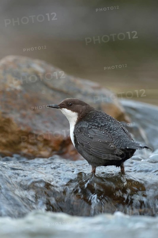 Skilful... White-throated Dipper (Cinclus cinclus) in its territory in search of food, standing against the current in the middle of fast-flowing clear water of a torrent, river, species excellently adapted to its habitat, wildlife, native nature, Sauerland, Bergisches Land, North Rhine-Westphalia, Germany, Western Europe