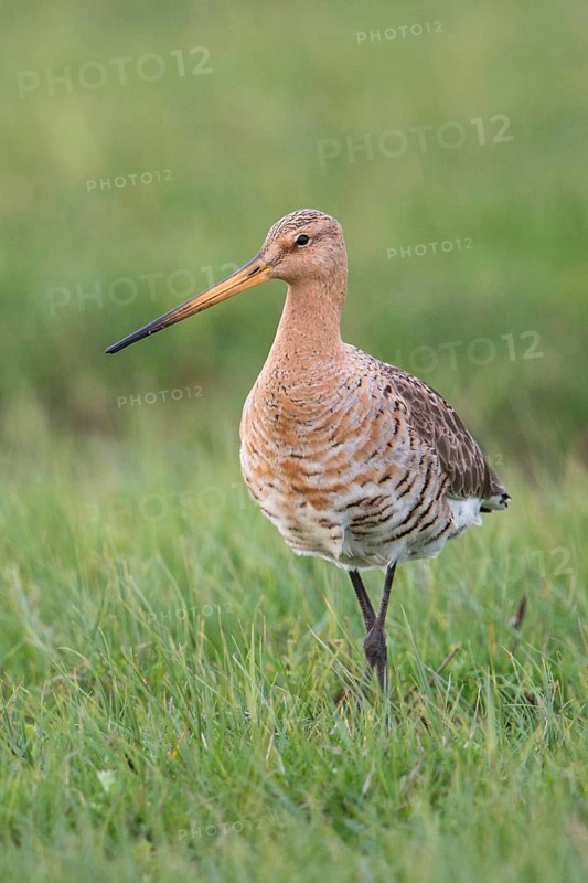 In breeding plumage... Black-tailed godwit (Limosa limosa), adult bird in breeding plumage, foraging on a wet meadow inland, endangered due to habitat loss, intensive agriculture, wading bird, meadow bird, frontal view, clear light, beautiful, soft colours, wildlife, native nature, Lower Rhine, North Rhine-Westphalia, Germany, Western Europe