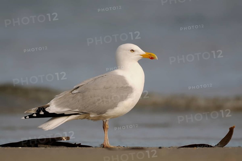 Ubiquitous... Herring gull (Larus argentatus), most common large gull in Northern and Western Europe, generally known large gull with strong yellow beak, yellow eyes and pink feet, mainly found on the coast, also on the North Sea and Baltic Sea, native nature, Mecklenburg-Western Pomerania, Germany, Western Europe