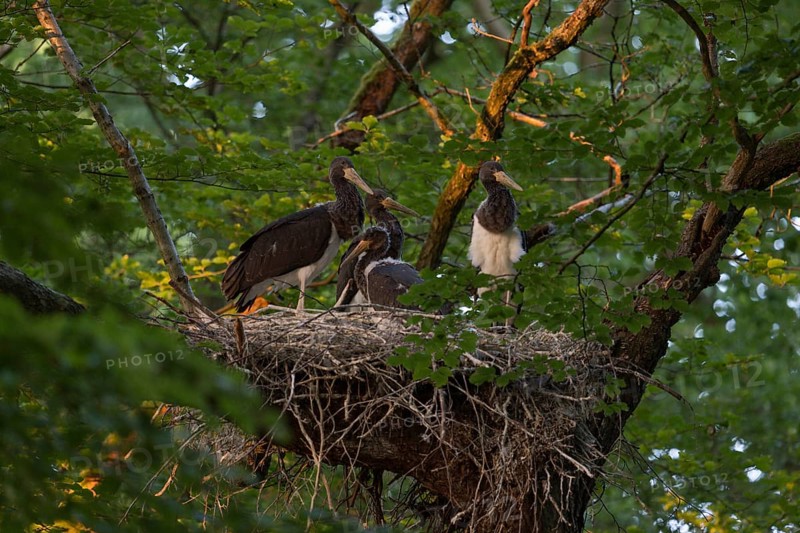 High up in the crown of an old beech tree... Black stork (Ciconia nigra), Wood Stork, well-hidden eyrie, large nest with four almost fledged young birds in the evening light, native nature, North Rhine-Westphalia, Germany, Western Europe