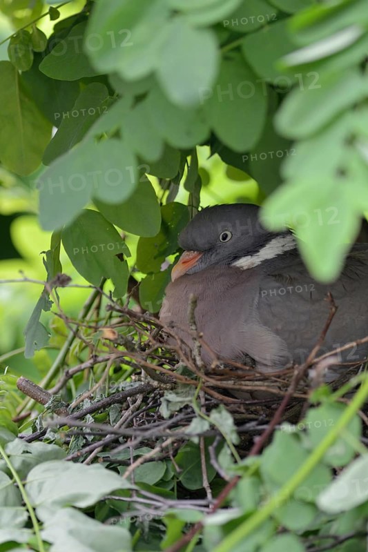 Nesting... Wood pigeon (Columba palumbus), wild pigeon nests hidden, secretly, nest in a tree, pigeon nest in a robinia, most common native wild pigeon, almost everywhere, wildlife, native nature, Meerbusch, Lower Rhine, Rhineland, North Rhine-Westphalia, Germany, Western Europe