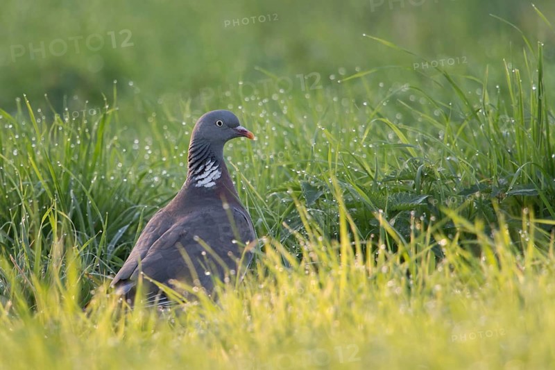 In the wet grass... Woodpigeon (Columba palumbus), common, probably most common, almost everywhere in Germany native pigeon species, generally known pigeon, wildlife, native nature, Meerbusch, Lower Rhine, Rhineland, North Rhine-Westphalia, Germany, Western Europe