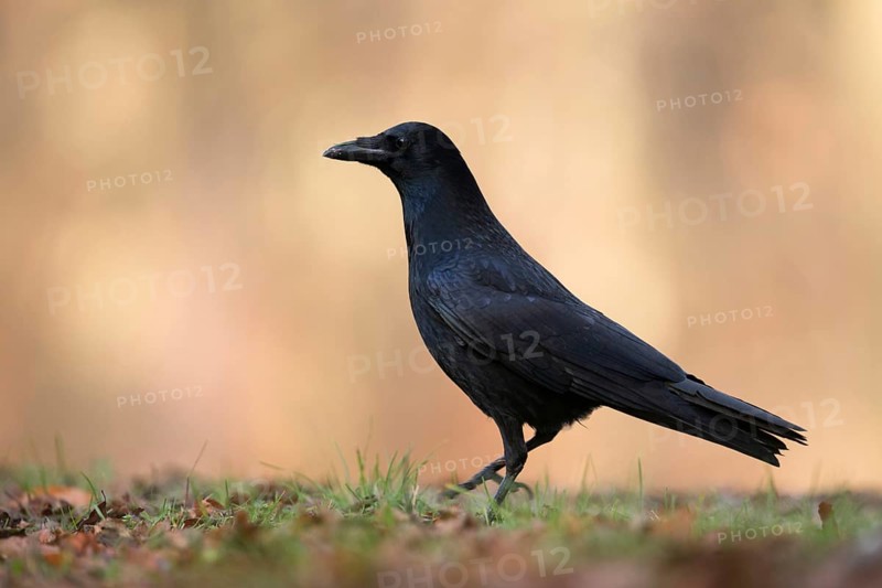Raven crow (Corvus corone) sitting, walking on the ground, deep appealing shooting perspective at eye level, in beautiful, autumn-coloured surroundings, native nature, Meerbusch, Rhineland, Lower Rhine, Rhine district Neuss, North Rhine-Westphalia, Germany, Western Europe