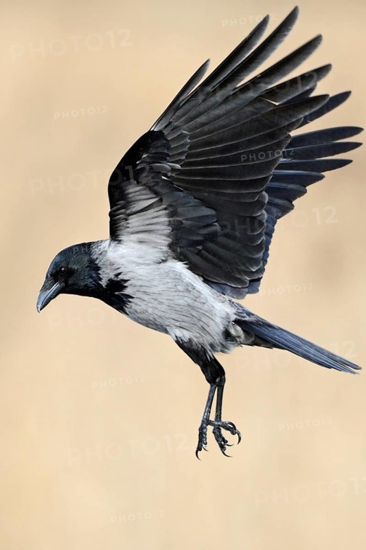 On the approach... Hooded Crow (Corvus cornix) in flight, flying, unmistakable raven bird due to its grey-black colouring, closely related to the Raven, occurrence mainly in eastern Germany, native birdlife, wildlife, nature, Mecklenburg-Western Pomerania, Germany, Western Europe