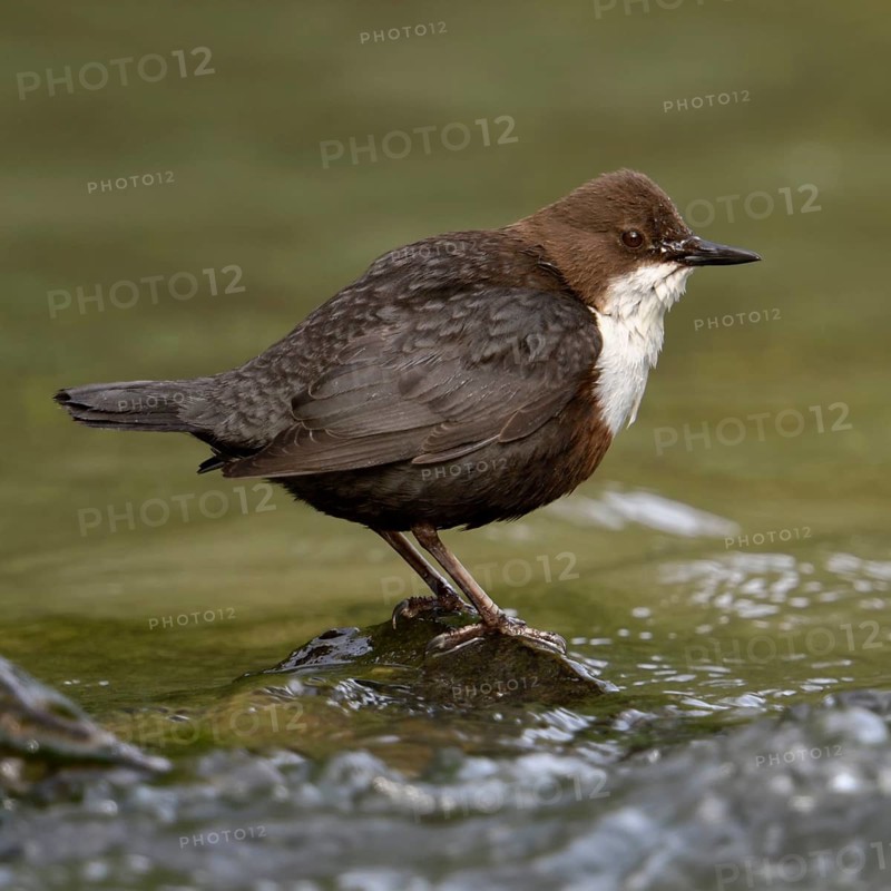 White-throated Dipper (Cinclus cinclus) standing on a stone in the middle of a river, torrent, stream, side view, impressive bird species, bound to flowing, clean water, in typical habitat, wildlife, native nature, Sauerland, Bergisches Land, North Rhine-Westphalia, Germany, Western Europe