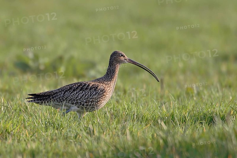 Long, downward curved bill... Eurasian curlew (Numenius arquata), highly endangered meadow limnicole, wading bird foraging in a wet meadow, native nature, Lower Rhine, North Rhine-Westphalia, Germany, Western Europe