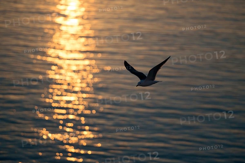 Herring gull (Larus fuscus) in flight over the open water of the North Sea, atmospheric backlight with low sun, golden sunlight shines, reflected on the water surface, native nature, Wadden Sea, North Sea coast, Schleswig-Holstein, Germany, Western Europe