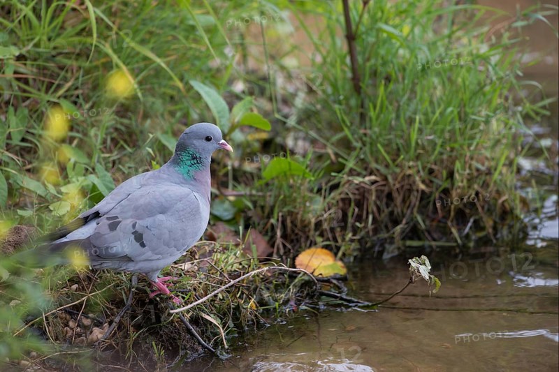 At the water... Stock Dove (Columba oenas), thirsty wild pigeon at a small, natural stream, comes to drink, very beautiful to look at, resembles the city pigeon, but has dark beady eyes and no white in the plumage, rather rare pigeon species, cave breeder, native nature, Lower Rhine, Rhine district Neuss, North Rhine-Westphalia, Germany, Western Europe