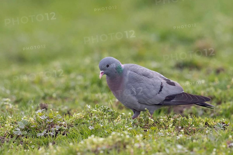 Unusual pigeon... Stock Dove (Columba oenas) foraging in a meadow, very beautiful looking wild pigeon, resembles the city pigeon, but has dark beady eyes and no white in the plumage, rather rare pigeon species, cave breeder, native nature, Lower Rhine, Rhine district Neuss, North Rhine-Westphalia, Germany, Western Europe