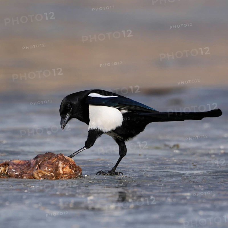 Guardian of nature... Magpie (Pica pica) has found food, carrion, probably entrails, on a frozen lake, which it examines with curiosity and interest but cautiously, native nature, Mecklenburg-Western Pomerania, Germany, Western Europe