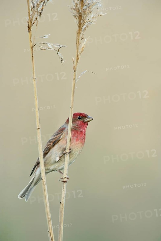 Bright red head... Carmine Finch (Carpodacus erythrinus), male bird perches on reed stems, very beautiful, rare, unmistakable native songbird, finch species, habitat light tree landscape with dense shrubbery, swamp forest or riparian forest, native nature, Lower Rhine, Rhineland, North Rhine-Westphalia, Germany, Western Europe