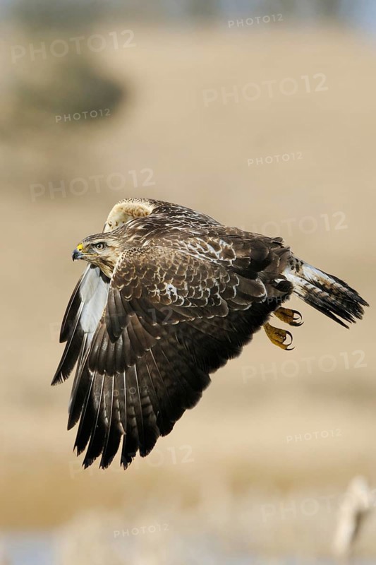 Buzzard (Buteo buteo), adult bird, well-known, frequently observed bird of prey at eye level in flight over open landscape, clear light, fine harmonious colours, action-packed natural shot, wildlife, native nature, Mecklenburg-Western Pomerania, Germany, Western Europe