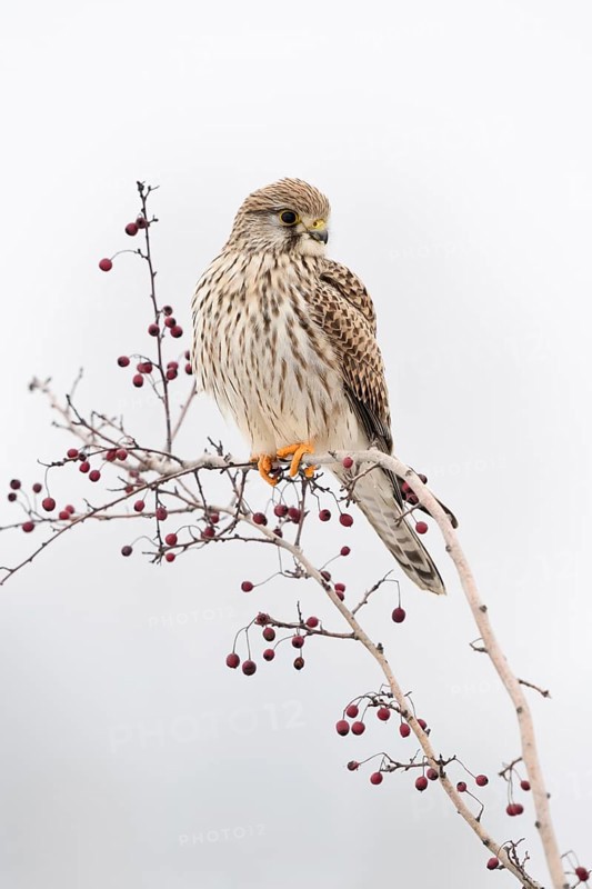 In winter... Kestrel (Falco tinnunculus), female falcon, adult bird, sitting high up on a bush with red berries, looking out, typical behaviour, widespread, common, relatively small native bird of prey, bright, friendly picture, beautiful winter picture, wildlife, native nature, Meerbusch, Rhineland, Lower Rhine, North Rhine-Westphalia, Germany, Western Europe