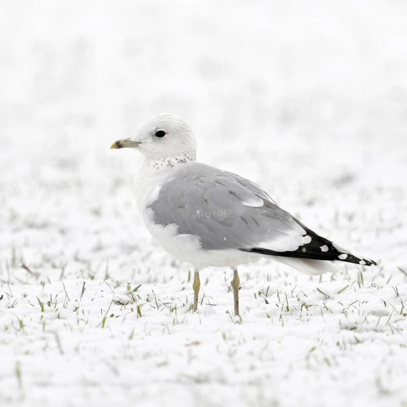 Mew Gull (Larus canus) in winter inland, sitting, resting on snow-covered farmland, white bird on white background, probably young bird in second winter, native nature, Lower Rhine, Rhineland, North Rhine-Westphalia, Germany, Western Europe