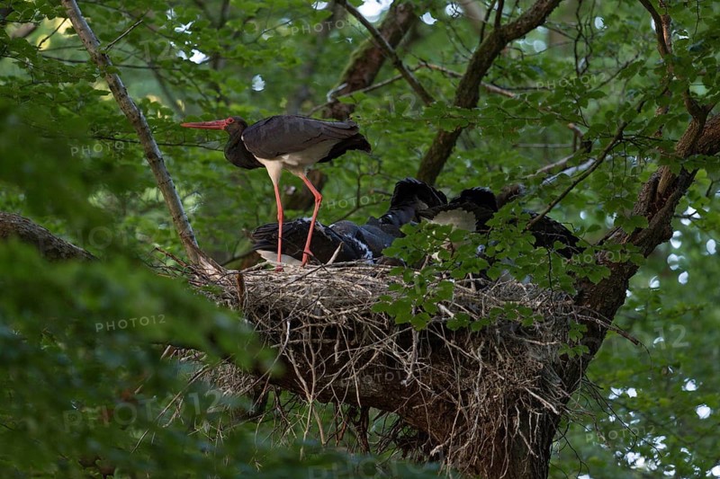 Rare observation... Black stork (Ciconia nigra), also known as Wood Stork, adult bird at the nest with almost fledged offspring, young birds, very secretive and reclusive native stork species, threatened in many places by the construction of wind turbines, native nature, North Rhine-Westphalia, Germany, Western Europe