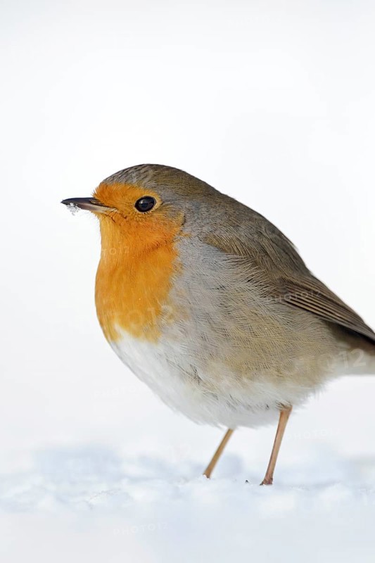 Robin (Erithacus rubecula) in white snow, standing, sitting on the ground in winter, plumage thickly fluffed up up, protects itself from the cold, cold winter, native wildlife, popular, common songbird, detailed, close-up, cropping, native nature, Meerbusch, Lower Rhine, Rhineland, North Rhine-Westphalia, Germany, Western Europe
