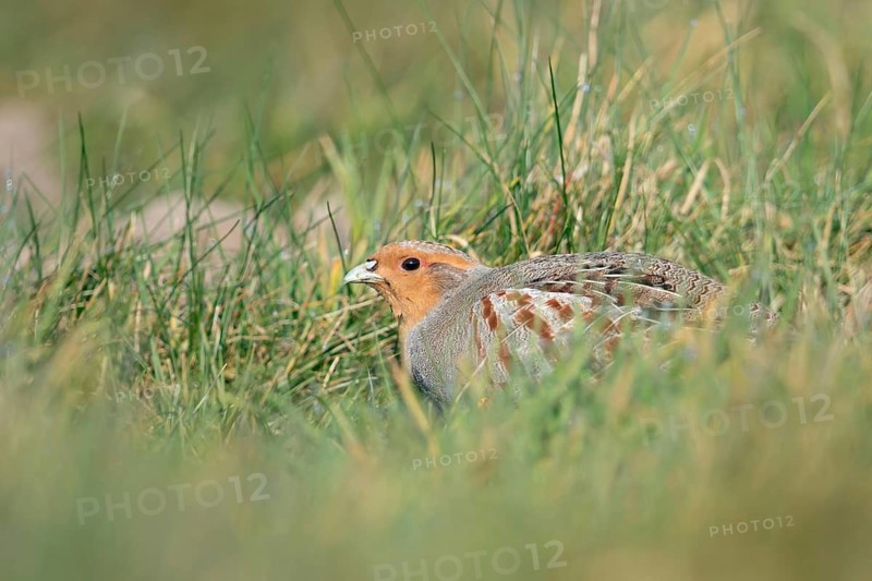 Secretly... Grey partridge (Perdix perdix) huddles in the grass, seeks shelter, field fowl endangered by habitat loss, meadow bird, threatened almost everywhere, formerly very common, wildlife, native nature, Lower Rhine, Rhineland, North Rhine-Westphalia, Germany, Western Europe