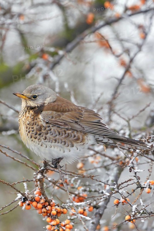 In the berry bush... Juniper thrush (Turdus pilaris) sits in winter with fluffed up plumage and a little snow at the edge of a path in a bush with vitamin-rich orange berries, sea buckthorn bush, typical winter picture, native nature, North Holland, Netherlands, Western Europe