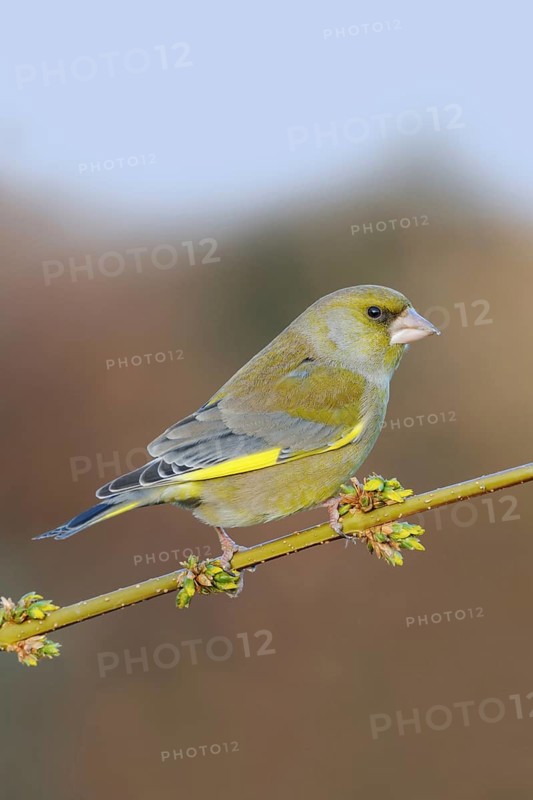 Yellow-green native songbird... Greenfinch (Carduelis chloris), male in splendid plumage on a flowering forsythia branch, native birdlife, wildlife, Europe, Germany, typical bird in German parks and gardens, native nature, Lower Rhine, Rhine district Neuss, North Rhine-Westphalia, Western Europe