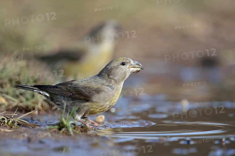 At the waterhole... Pine Crossbill (Loxia pytyopsittacus), a flock of colourful, rare Pine Crossbills has come down from the trees to a puddle of water to drink from it, invasion bird from the north, highly specialised bird species with a strong, cross-bent bill, native nature, North Rhine-Westphalia, Germany, Western Europe