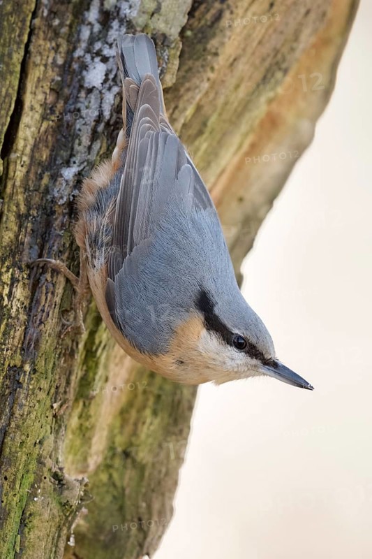 Head over heels... European nuthatch (Sitta europaea) in winter, secures the environment, native songbird that stays with us all year round, can often be observed at bird feeders in winter, can also climb down tree trunks, typical posture, resident bird, stays with us all year round, native nature, Meerbusch, Rhineland, Lower Rhine, North Rhine-Westphalia, Germany, Western Europe