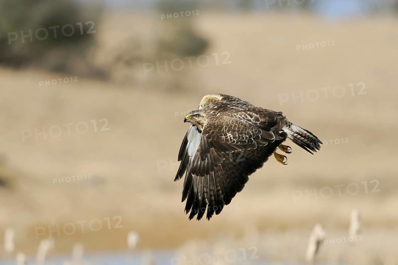 Buzzard (Buteo buteo), adult bird, well-known, frequently observed bird of prey in flight at eye level over open landscape, clear light, fine harmonious colours, action-packed natural shot, wildlife, native nature, Mecklenburg-Western Pomerania, Germany, Western Europe