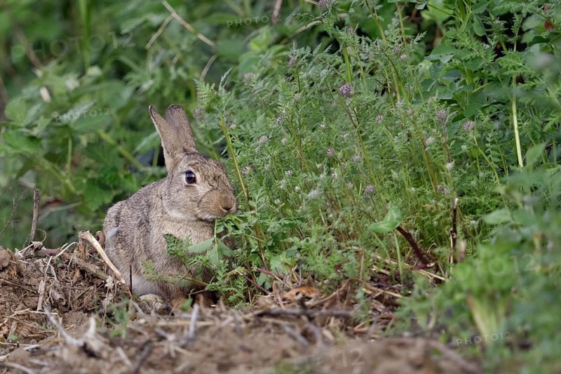 Wild rabbit (Oryctolagus cuniculus) feeding on a wild field, flowering strips of fresh herbs, grasses, typical situation, observation, native nature, Meerbusch, Lower Rhine, Rhineland, North Rhine-Westphalia, Germany, Western Europe