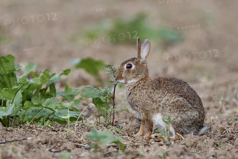 On an uncultivated field... Wild rabbit (Oryctolagus cuniculus) feeding on field herbs, typical situation, observation, native nature, Meerbusch, Lower Rhine, Rhineland, North Rhine-Westphalia, Germany, Western Europe